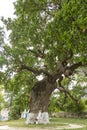 Secular oak tree Royalty Free Stock Photo