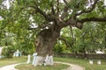 Secular oak tree Royalty Free Stock Photo