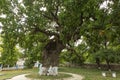 Secular oak tree Royalty Free Stock Photo