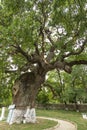 Secular oak tree Royalty Free Stock Photo