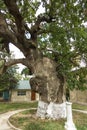 Secular oak tree Royalty Free Stock Photo