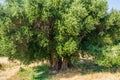 Secular Olive Tree with large an d textured trunk in a field of olive trees in Italy, Marche Royalty Free Stock Photo