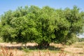 Secular Olive Tree with large an d textured trunk in a field of olive trees in Italy, Marche Royalty Free Stock Photo