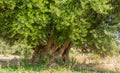 Secular Olive Tree with large an d textured trunk in a field of olive trees in Italy, Marche Royalty Free Stock Photo