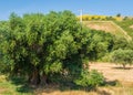 Secular Olive Tree with large an d textured trunk in a field of olive trees in Italy, Marche Royalty Free Stock Photo