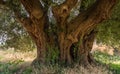 Secular Olive Tree with large an d textured trunk in a field of olive trees in Italy, Marche Royalty Free Stock Photo