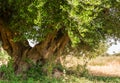 Secular Olive Tree with large an d textured trunk in a field of olive trees in Italy, Marche Royalty Free Stock Photo