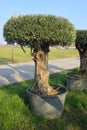 Secular olive tree in pot for sale Royalty Free Stock Photo