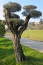 Secular olive tree in pot for sale Royalty Free Stock Photo