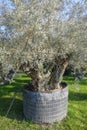 Secular olive tree in pot for sale Royalty Free Stock Photo