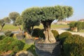 Secular olive tree in pot for sale Royalty Free Stock Photo