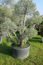 Secular olive tree in pot for sale