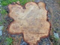 Secular pine trunk Royalty Free Stock Photo