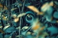 A Security Camera Hidden in the Foliage Royalty Free Stock Photo