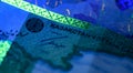 Security features on banknote in UV light protection