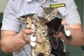 The security guard found small kittens.