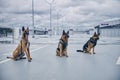 Security police dogs or detection dogs sitting at airport Royalty Free Stock Photo