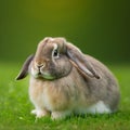 Sedate easter american fuzzy lop rabbit portrait full body in green field Royalty Free Stock Photo