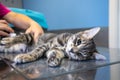 Sedated cat examined by a veterinarian