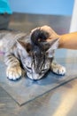 Sedated cat hold by a veterinarian