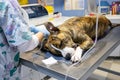 Sedated dog on an exploration table