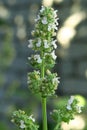 sedative medical plant melissa blooms in the garden Royalty Free Stock Photo