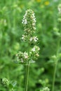 sedative medical plant melissa blooms in the garden Royalty Free Stock Photo