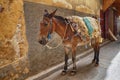 Seddled donkey in medina quarter of Fez, Morocco. The medina of Fez is listed as a World Heritage Site and is the one of the world Royalty Free Stock Photo