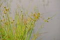 Sedes grow in paddy field Royalty Free Stock Photo