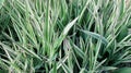 Sedge decorative. Silver wheatgrass. Blue sedge. Striped green grass Variegated sedge `Ice Dance` Carex morrowii, foliosissima f Royalty Free Stock Photo