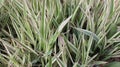 Sedge decorative. Silver wheatgrass. Blue sedge. Striped green grass Variegated sedge `Ice Dance` Carex morrowii, foliosissima f