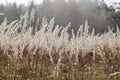 Sedge grass autumn back background Royalty Free Stock Photo