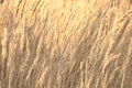Sedge grass autumn back background Royalty Free Stock Photo