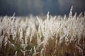 Sedge grass autumn back background seeds Royalty Free Stock Photo