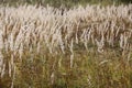 Sedge grass autumn back background seeds Royalty Free Stock Photo