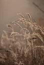 Sedge grass in autumn at brown background. Reeds at sunset Royalty Free Stock Photo