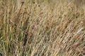 Sedge grass background Royalty Free Stock Photo