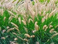 Sedge grass blooming in summer
