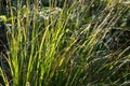 Sedge grass closeup selective focus