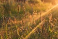 Sedge grass in the luah of the setting sun, flooded with gold Royalty Free Stock Photo