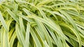 Sedge Grass. Plant with Variegated Golden Edged Foliage.