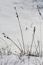 Sedge grass in the snow. Enochdhu, Perthshire, Scotland Uk Royalty Free Stock Photo