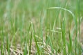 Sedge grass. Spring green background. Close-up. Nature. Royalty Free Stock Photo