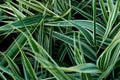 Sedge green grass close-up. Textural background Royalty Free Stock Photo