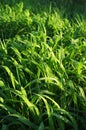 Sedge green grass close-up. Royalty Free Stock Photo
