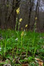 Sedge hairy blossoming in the nature in the spring.Carex pilosa. Cyperaceae Family