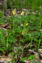 Sedge hairy blossoming in the nature in the spring.Carex pilosa. Cyperaceae Family