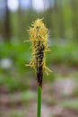 Sedge hairy blossoming in the nature in the spring.Carex pilosa. Cyperaceae Family