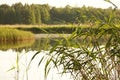 Sedge hanging on a calm lake. Royalty Free Stock Photo