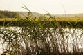 Sedge hanging on a calm lake. Royalty Free Stock Photo